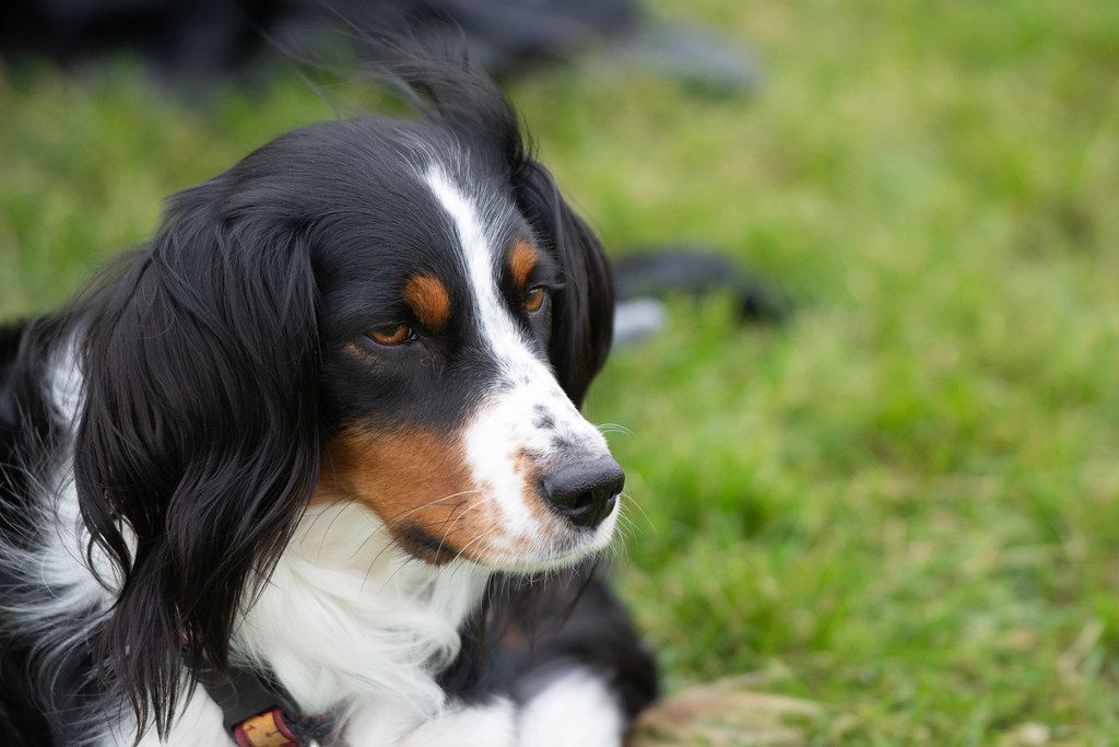 Vajad lemmikule hoidjat? Meie aitame - Pet Sitters